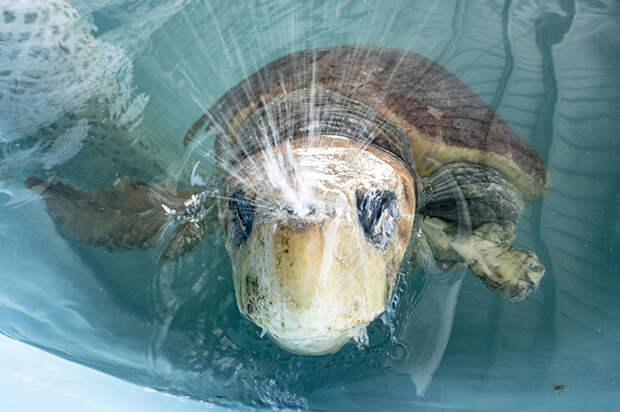 Логгерхед — вид морских черепах