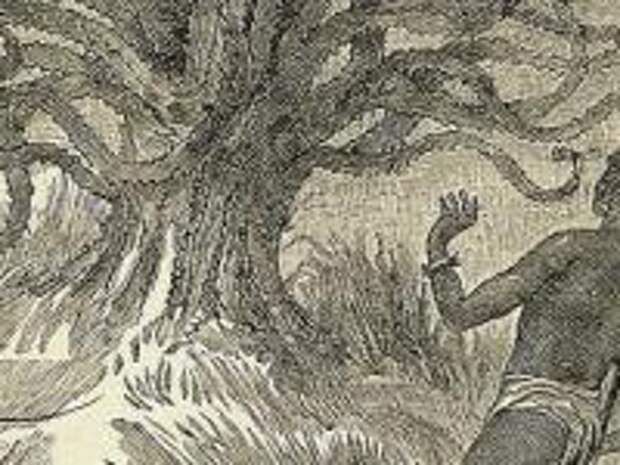 Дерево людоед с темного. Мифология дерево людоед. Мадагаскарское дерево людоед. Дерево людоед мифология ровный ствол.