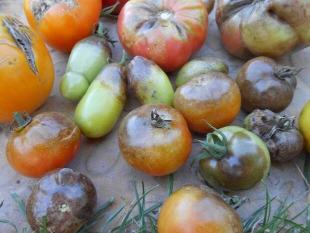 Горячая вода — экологический способ спасти от фитофторы и сохранить урожай собранных помидоров