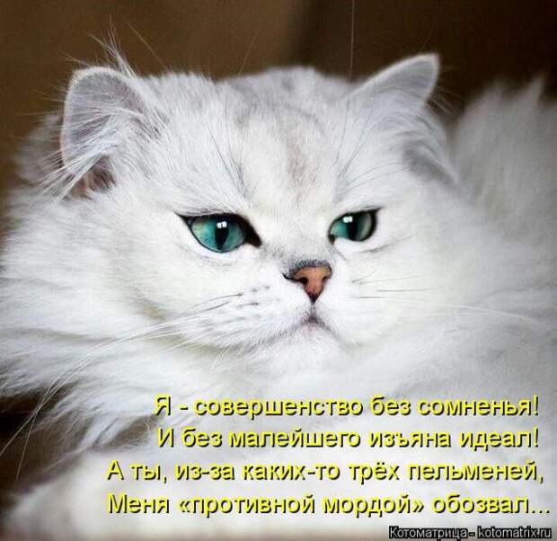 Лучшие котоматрицы недели (50 фото)