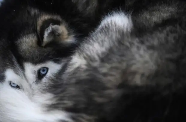 Plemeno husky (34 fotografií)