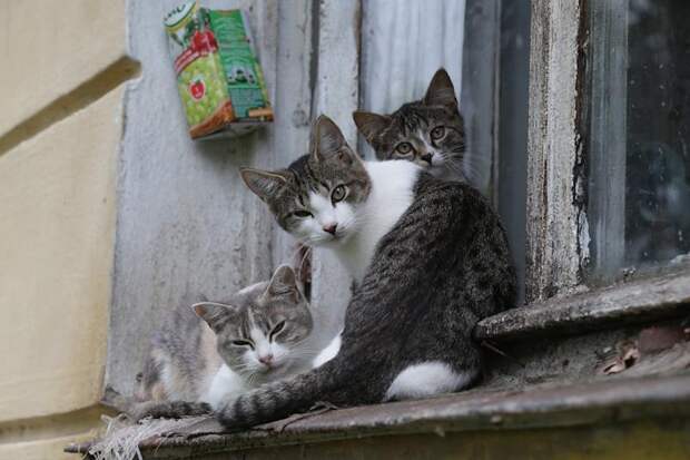 Москвичка завела кошек и попала в психбольницу