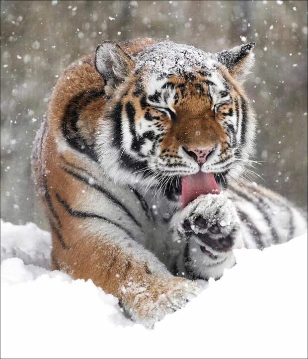фотоприколы