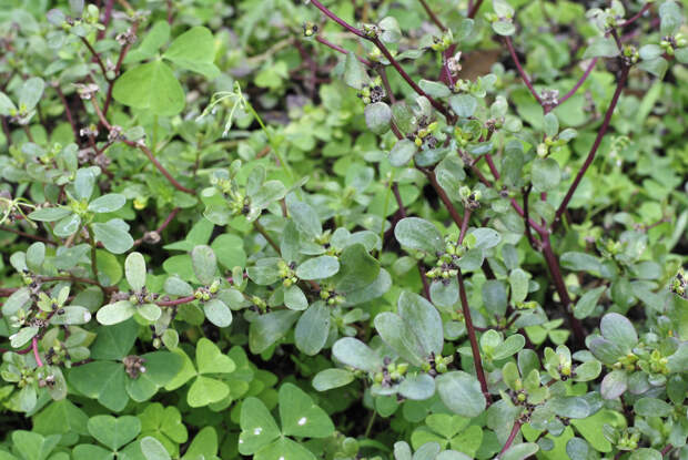 Врач призвал россиян делать салат с сорняком и назвал его деликатесом