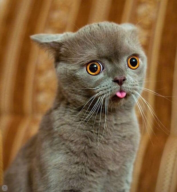 А мы милашки! 18