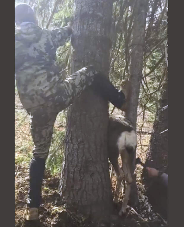Охотники спасли застрявшего между двух деревьев оленя