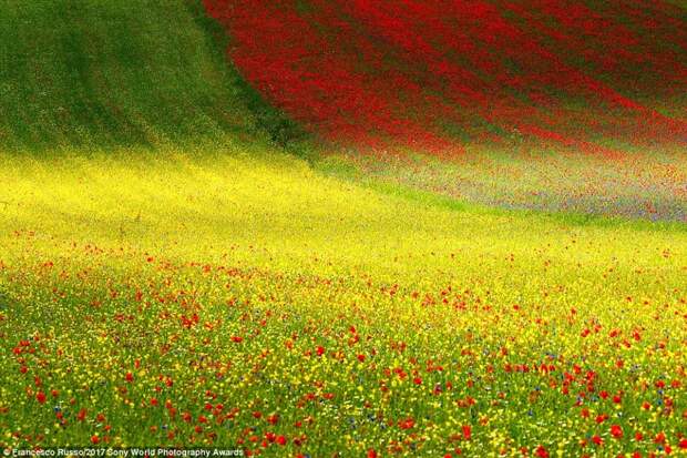 Весенняя палитра. Цветение в национальном парке Сибиллини в Италии искусство, конкурс, красота, фото