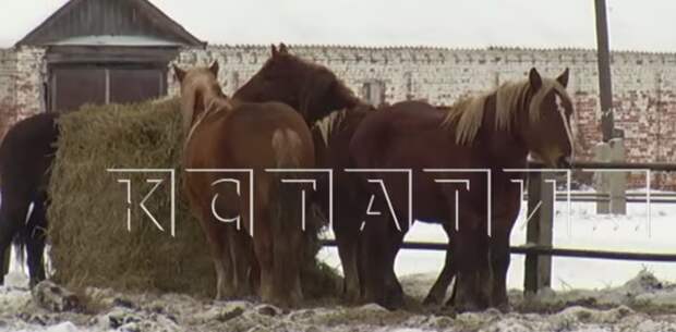 Починковских лошадей-тяжеловозов пытались спустить на колбасу