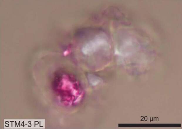 Изображение клеток Caudipteryx под микроскопом, включая одну из них с окрашенным в пурпурный цвет ядром. 