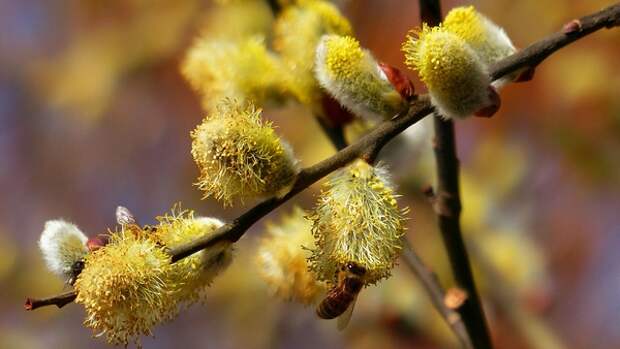 Гидрометцентр срочно закупит кофейную гущу в любых количествах Представляем прогноз на 24 апреля в Туле