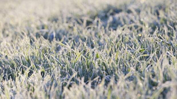 "Оранжевый" уровень погодной опасности ввели из-за заморозков в Подмосковье