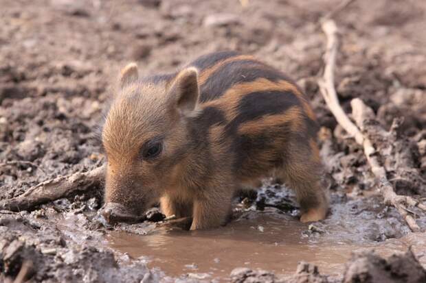 Bigpicture ru adorable baby animals 8