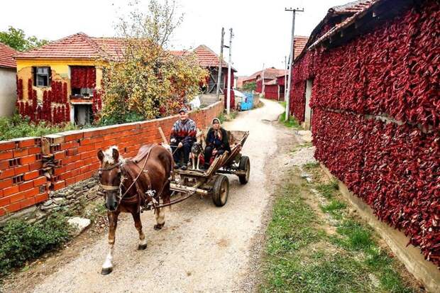 Деревня Donja Lakosnica - сербская «столица паприки» деревня, паприка, сербия