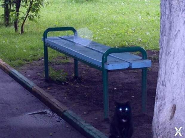 Кот определённо что-то знает!