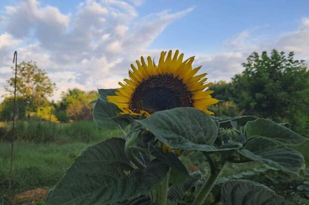 Домашняя халва за 20 минут: всего два ингредиента и никаких консервантов