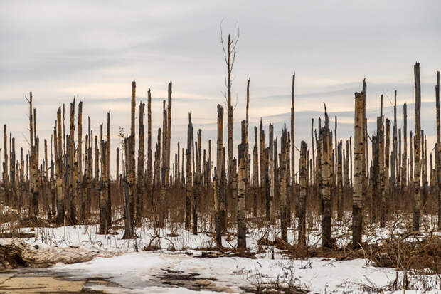 Двойной арктический удар принесет морозы до -13°С в Новосибирскую область