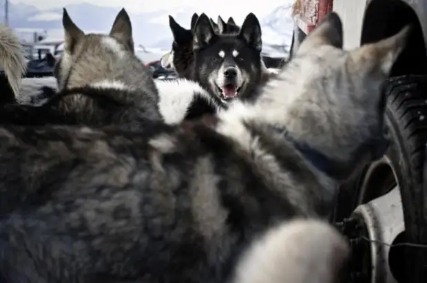 Plemeno husky (34 fotografií)