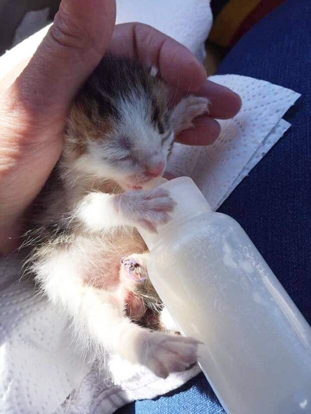 Котенка кормят