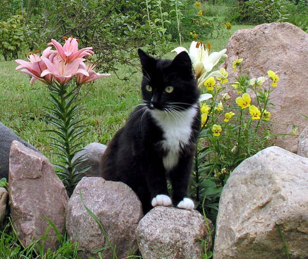 Кошки отлично сочетаются с лилиями