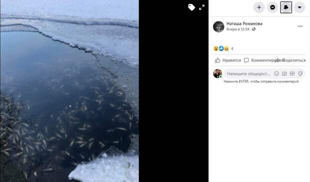 Рыба в Лефортовских прудах страдает от нехватки кислорода