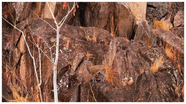 Тест на внимательность: найдите за одну минуту 2 антилопы на отвесных скалах