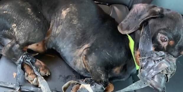 Мужчина украл чужую собаку и выбросил ее