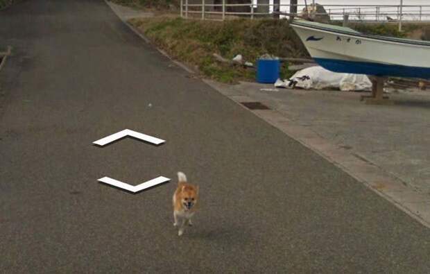 В Японии собака проследовала за автомобилем Google Street View, забавно «испортив» каждую сделанную им фотографию google street view, животные, кадр, собака, юмор