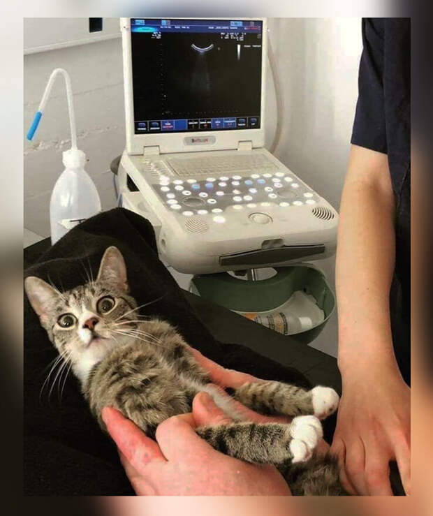 Беременную кошку принесли на УЗИ, на котором она впервые увидела своих детишек. Эмоции кошки великолепны