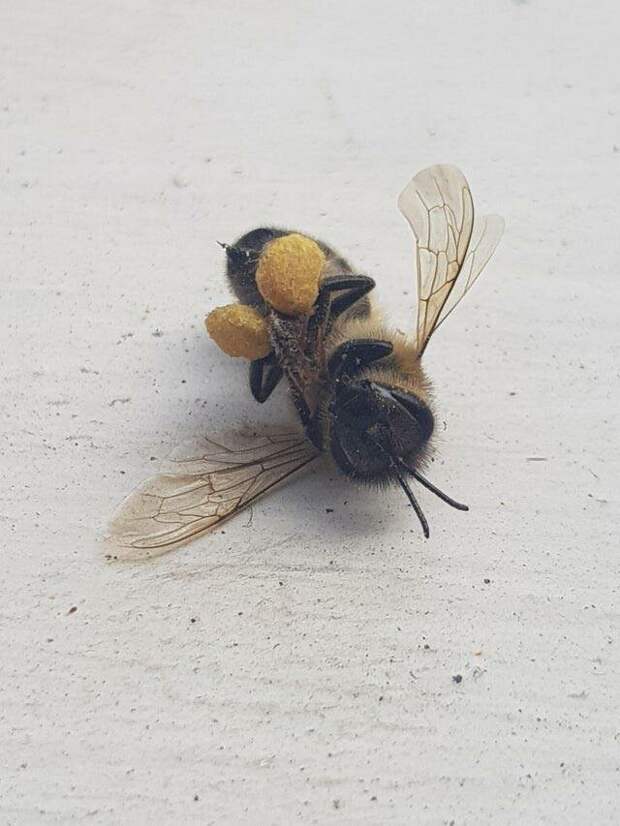 Эта пчела умерла с задними лапами, полными пыльцы в мире, вещи, подборка, познавательно, удивительно