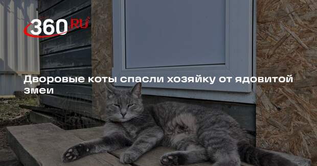 Дворовые коты спасли хозяйку от ядовитой змеи