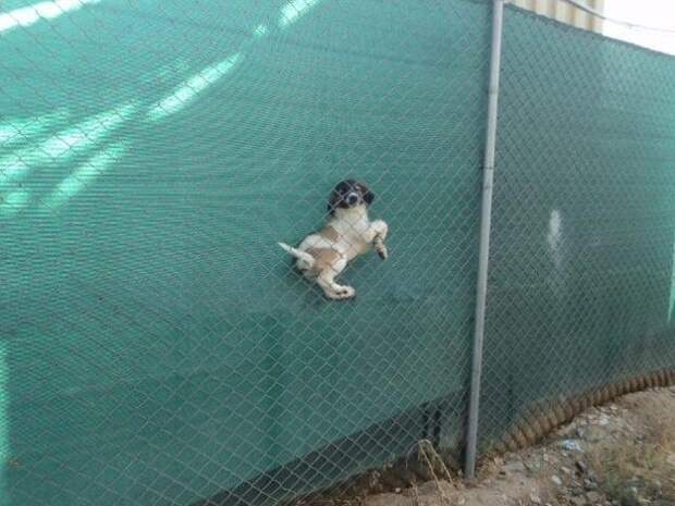 This dog who didn't think this through at all: