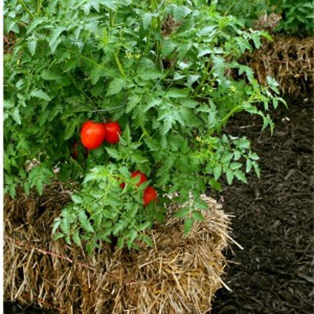 выращивание томатов на соломе