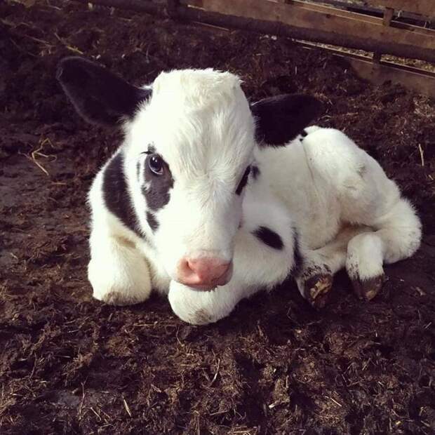 Bigpicture ru adorable baby animals 21 1024x1024