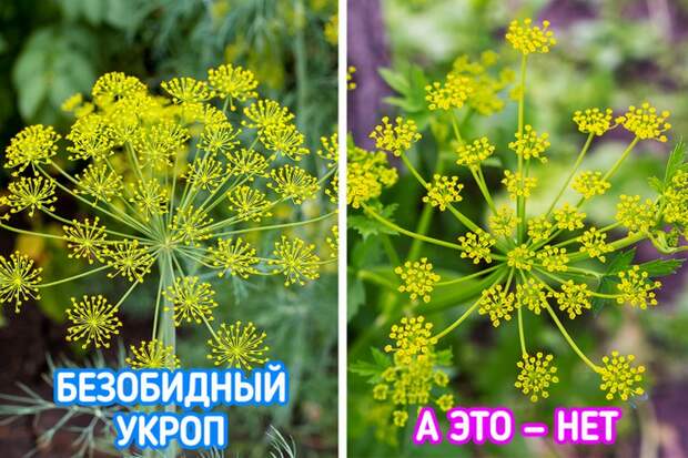 Небезобидные растения, которые лучше обходить стороной