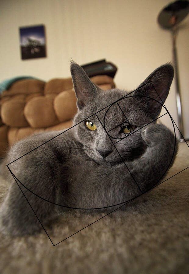Без кота и жизнь не та