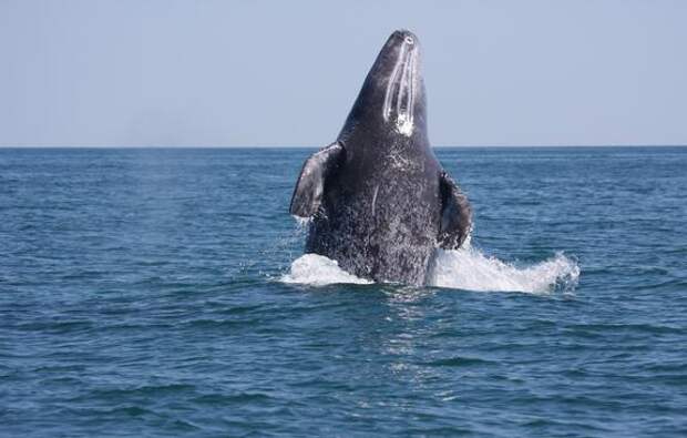 При поддержке «Роснефти» ученые изучили почти 400 серых китов Охотского моря