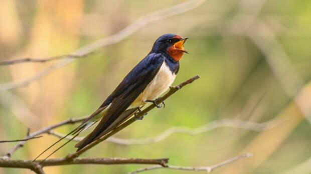Какой сегодня праздник: 18 июня – День ласточек