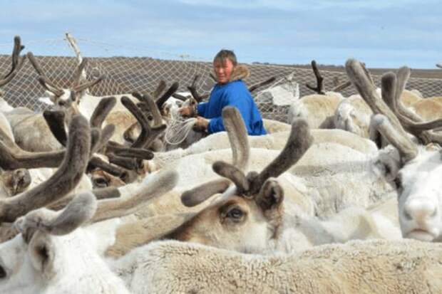 Ямальских студентов будут обучать профессиональному оленеводству