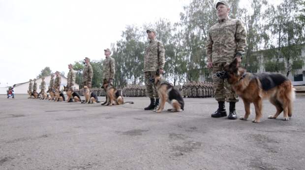 Собаки присягают на верность Украине