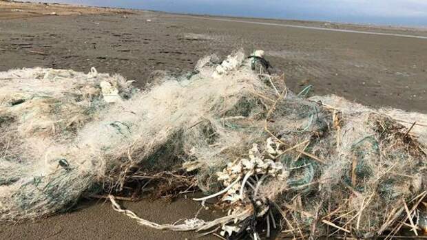 Росрыболовство исключило гибель тюленей в Дагестане от рыбацких сетей