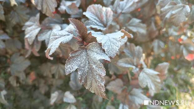 Врач рассказал о влиянии весенних заморозков на сезон аллергии