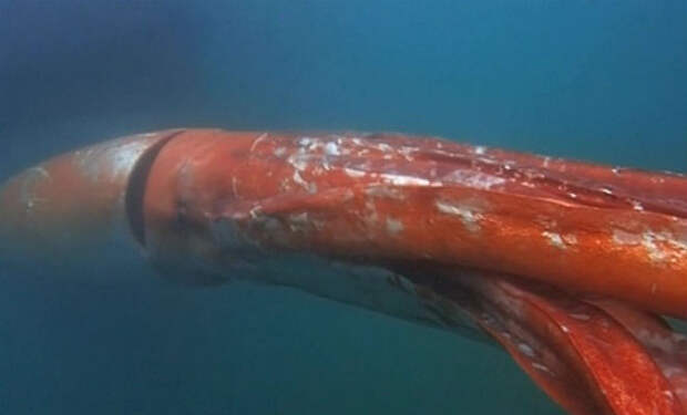 14 метров щупалец: к рыбакам на камеру выплыл гигантский кальмар