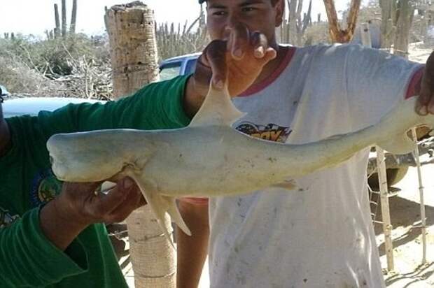 Чудо-юдо из Индонезии: рыбаки нашли в животе акулы зародыш с одним глазом
