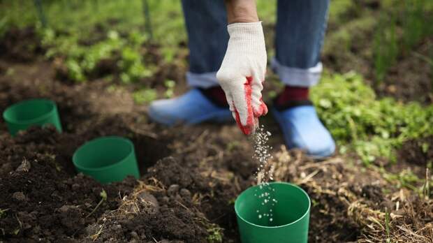 Агроном Туманов посоветовал начинающим садоводам выбирать неприхотливые культуры