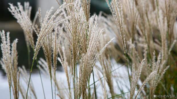 О чем говорят сугробы: погода предвещает обильный паводок и урожай озимых
