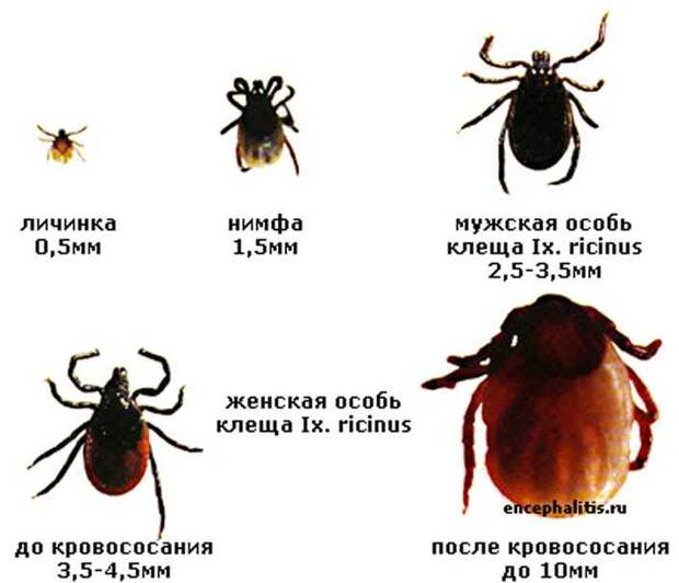 виды клещей