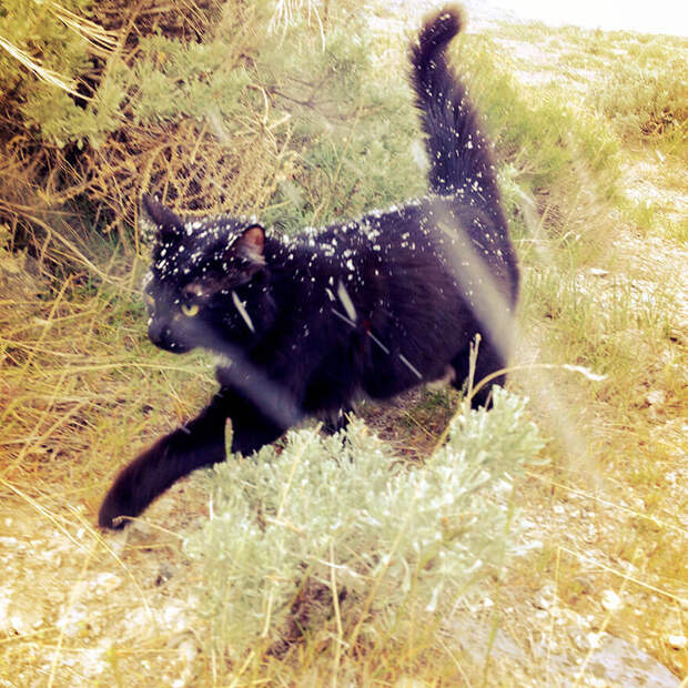 koshka-skalolaz-3-12