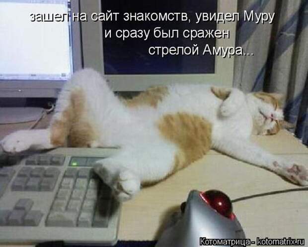 Лучшие котоматрицы недели (50 фото)