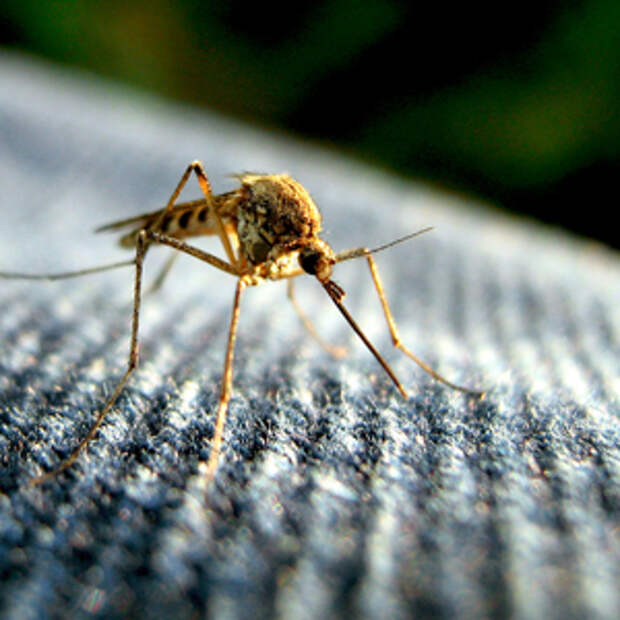 Google будет бороться с вирусом Зика с помощьюинфицированных комаров