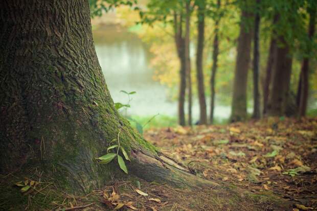 tree-trunk-569275_1920 (1) alt